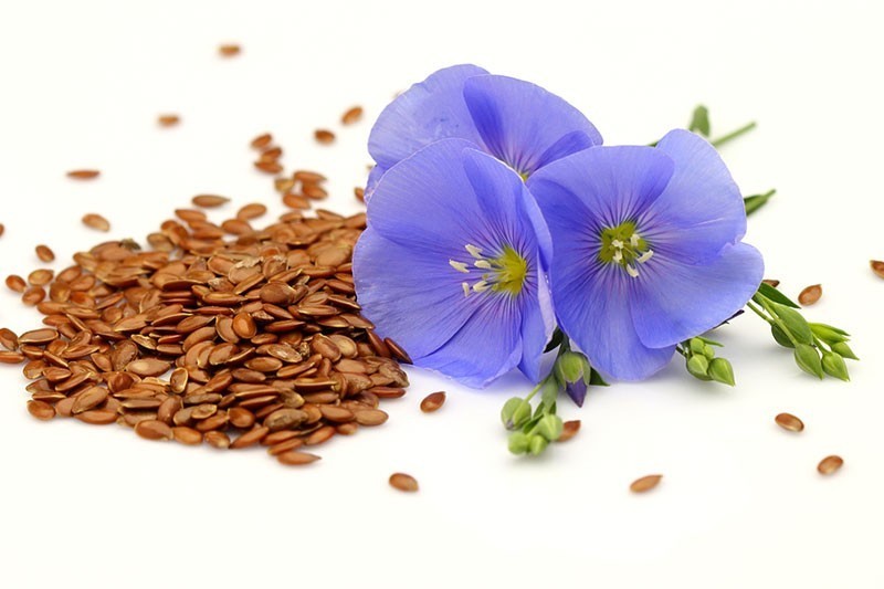 Laneno seme – za dobro zdravlje i vitkost